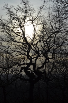 Winter trees at dusk